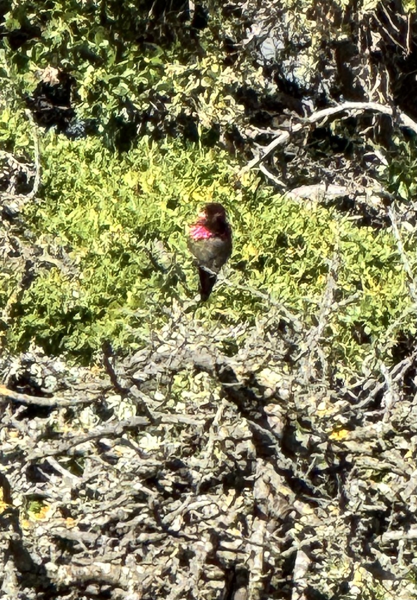 Anna's Hummingbird - ML622500136