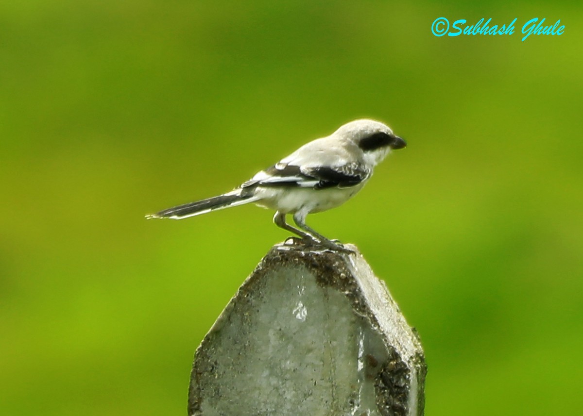 Great Gray Shrike - ML622500165