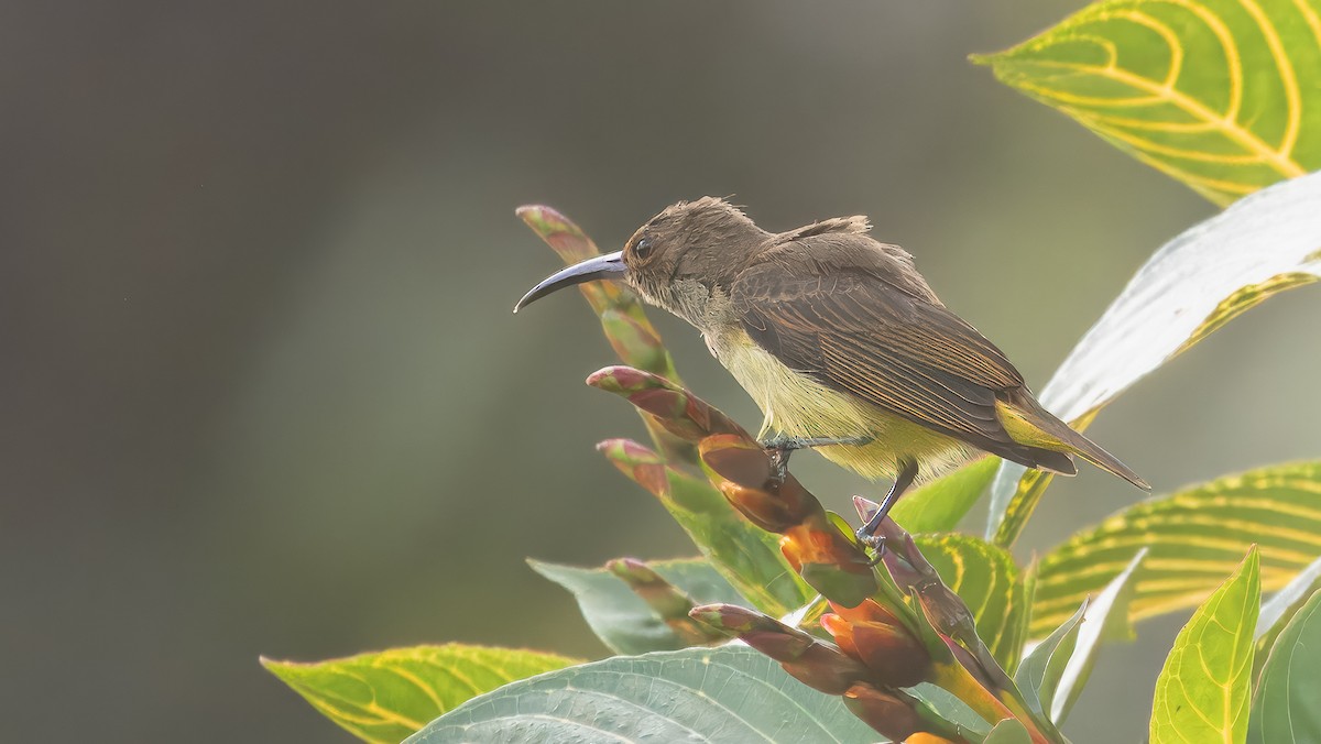 Thick-billed Spiderhunter - ML622500173