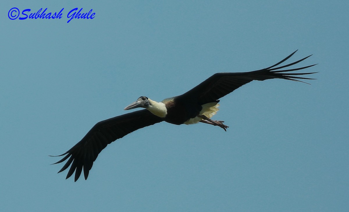 Asian Woolly-necked Stork - ML622500179