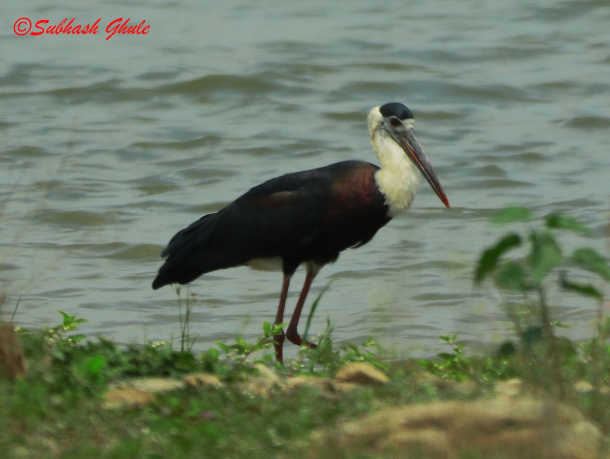 Asian Woolly-necked Stork - ML622500180