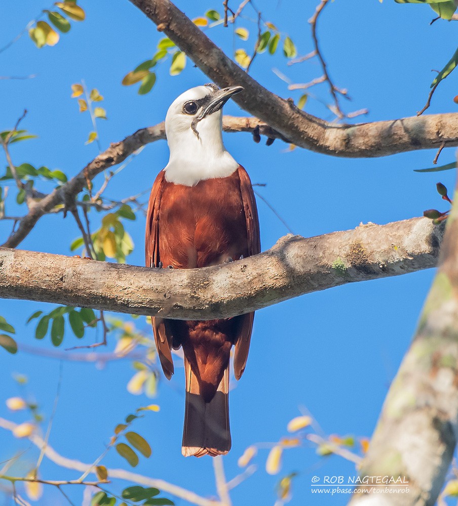 Araponga tricaronculé - ML622500198