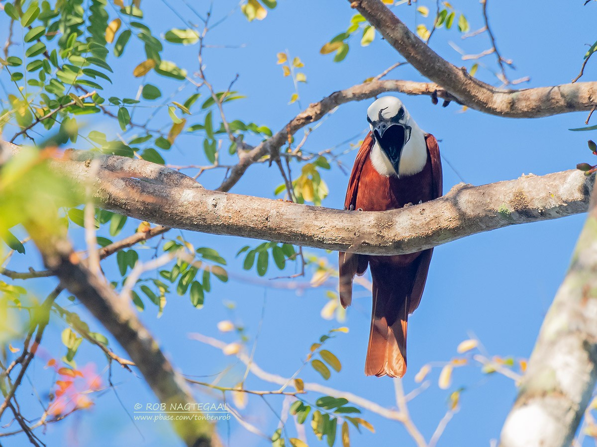 Araponga tricaronculé - ML622500199