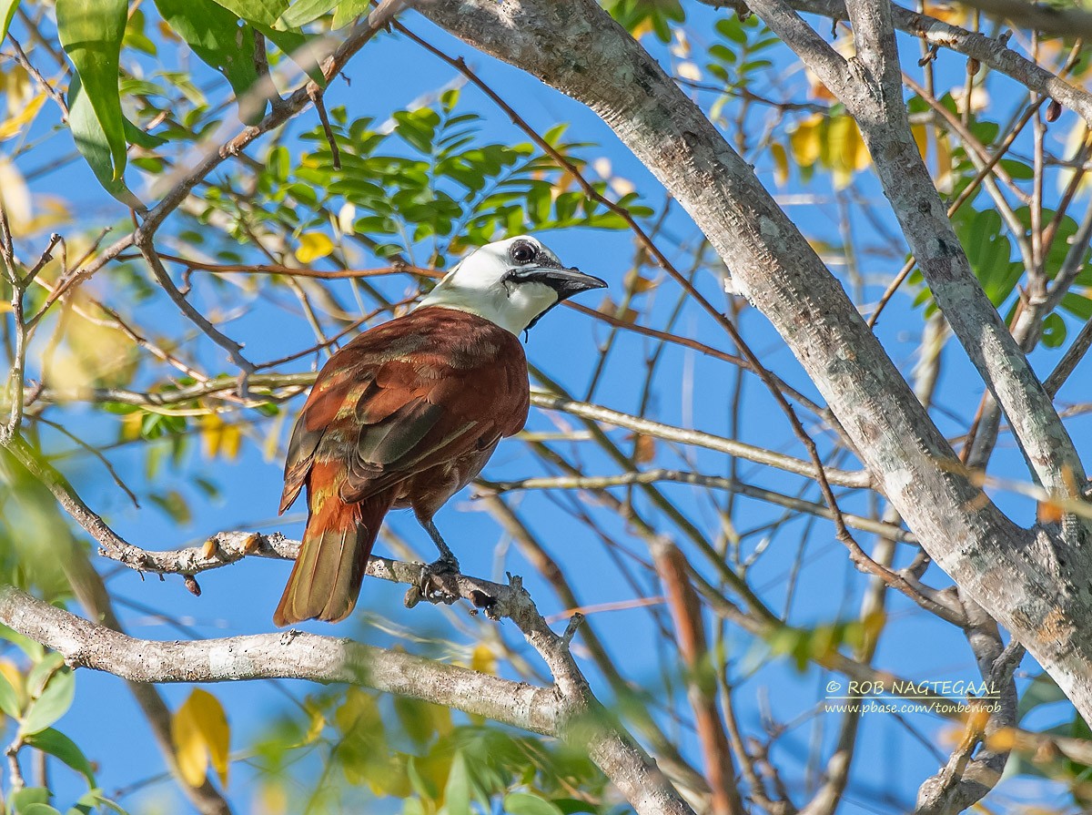 Araponga tricaronculé - ML622500200