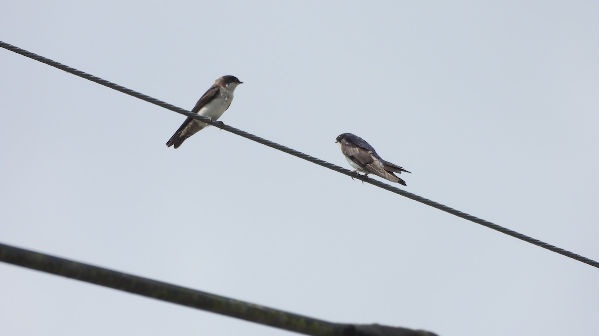 Blue-and-white Swallow - ML622500220