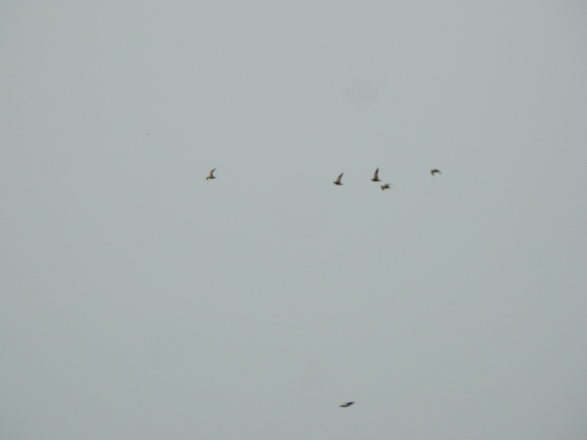 Chestnut-bellied Sandgrouse - Arulvelan Thillainayagam