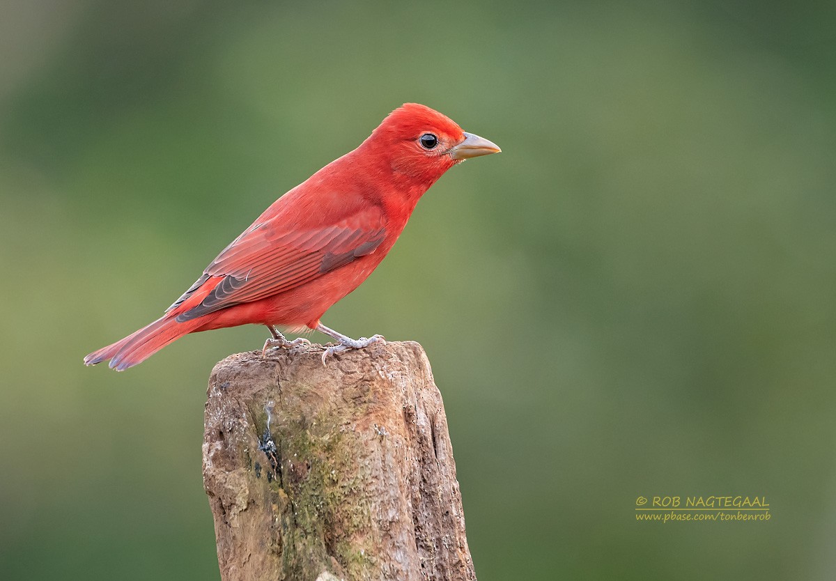 Summer Tanager - Rob Nagtegaal