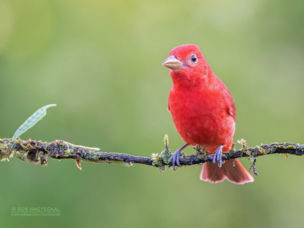 Summer Tanager - ML622500230