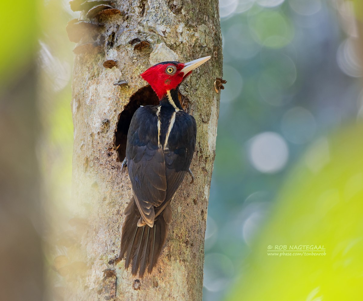 Pale-billed Woodpecker - ML622500260