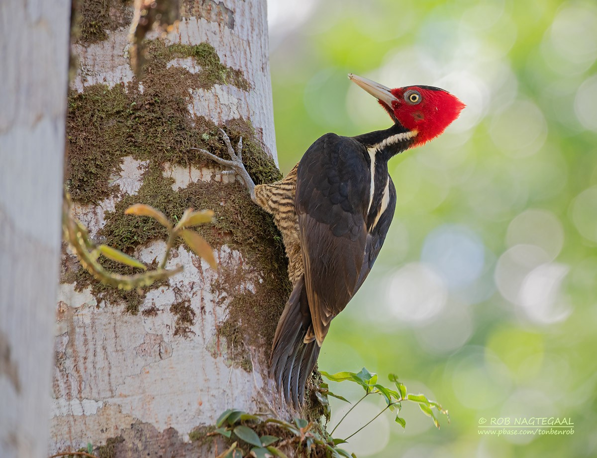 Pale-billed Woodpecker - ML622500261