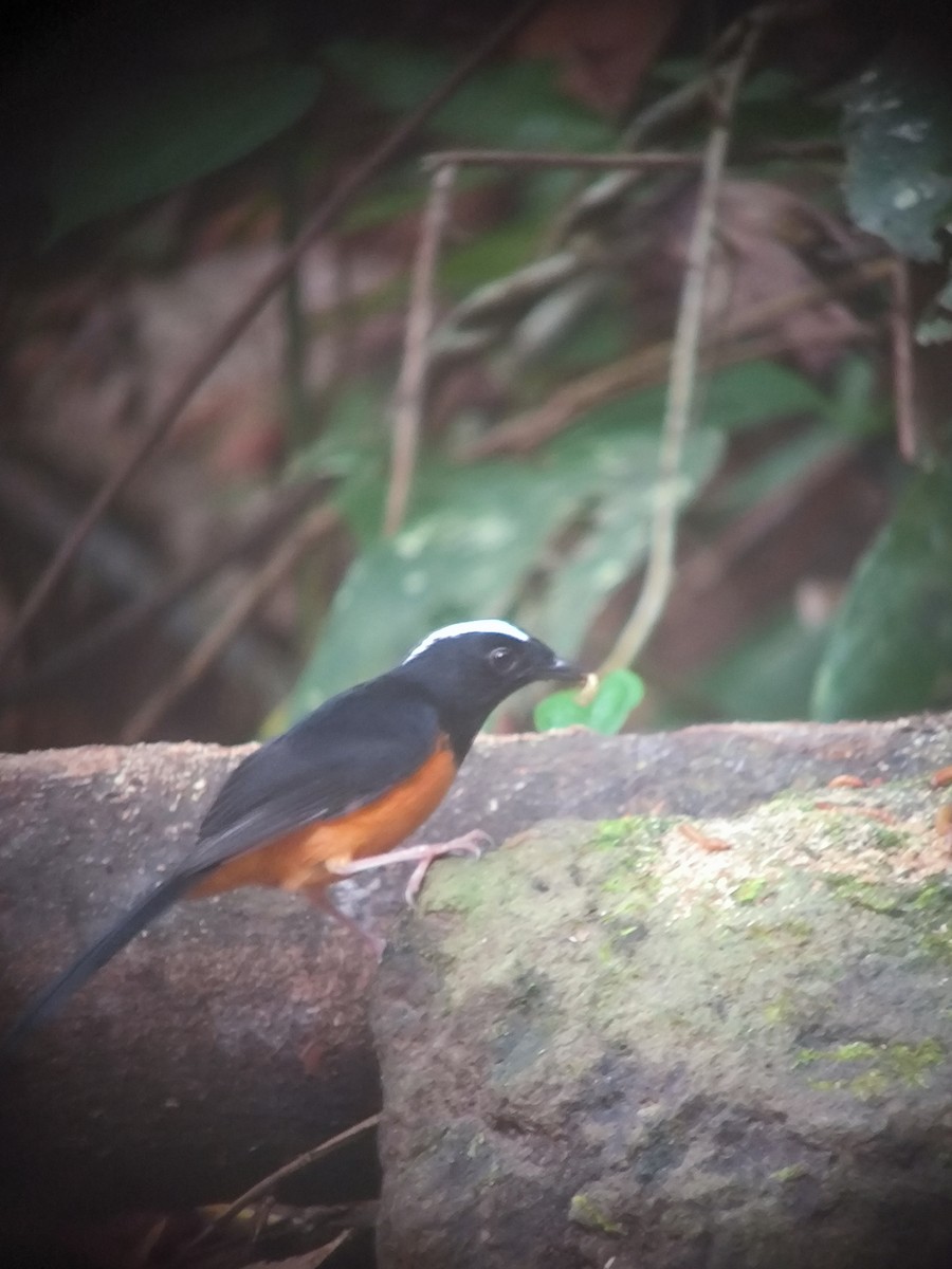 White-crowned Shama - ML622500263