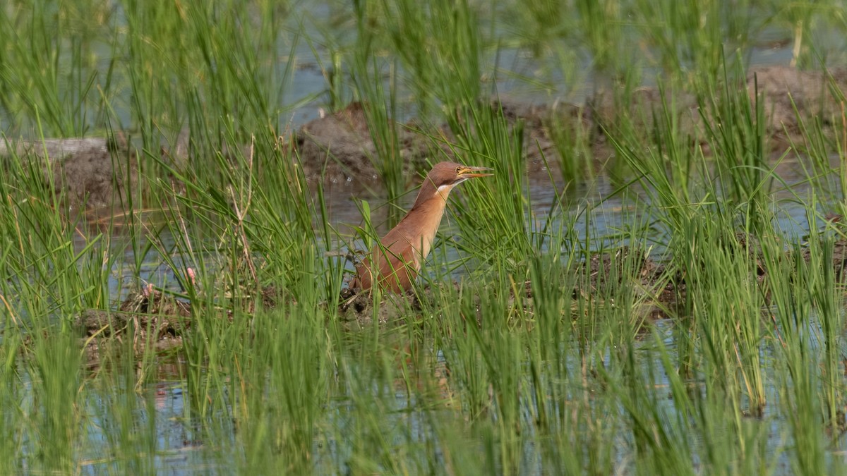 Cinnamon Bittern - ML622500282