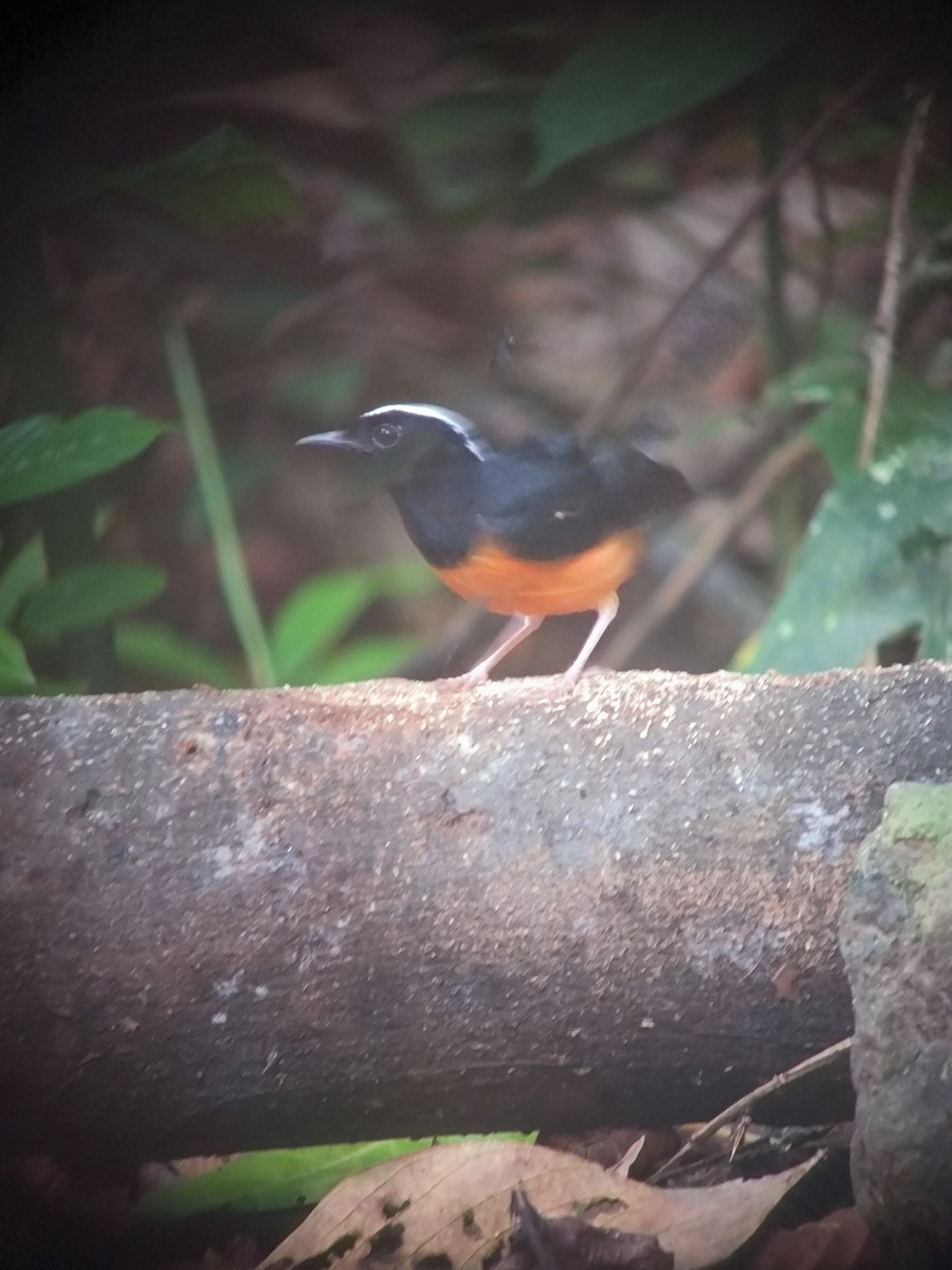 White-crowned Shama - 博益 蕭