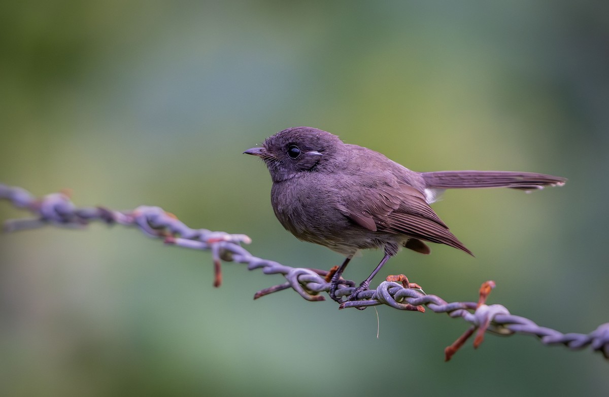 Samoan Fantail - ML622500318