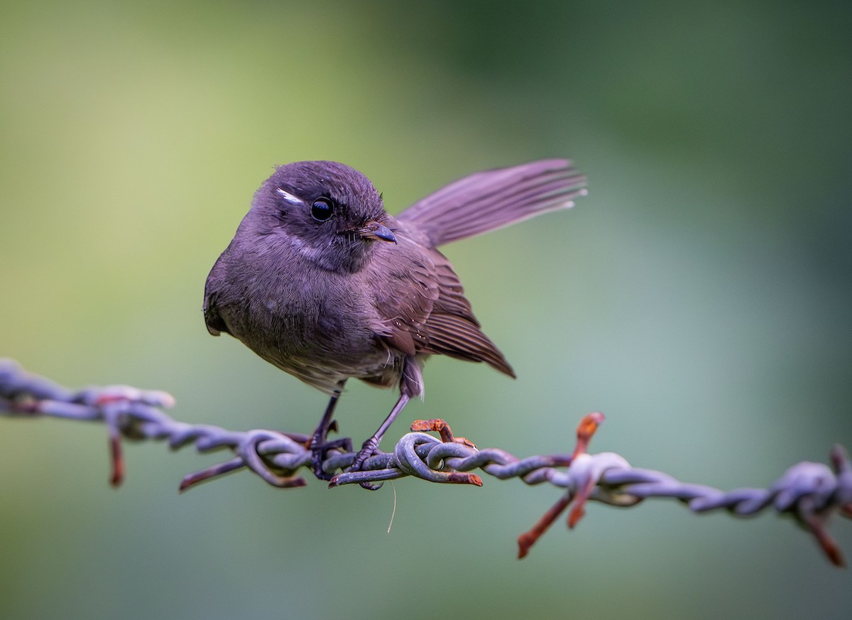 Samoan Fantail - ML622500319