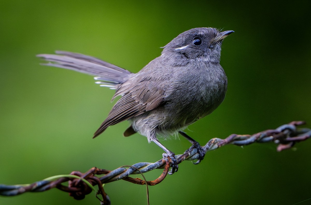 Samoan Fantail - ML622500320