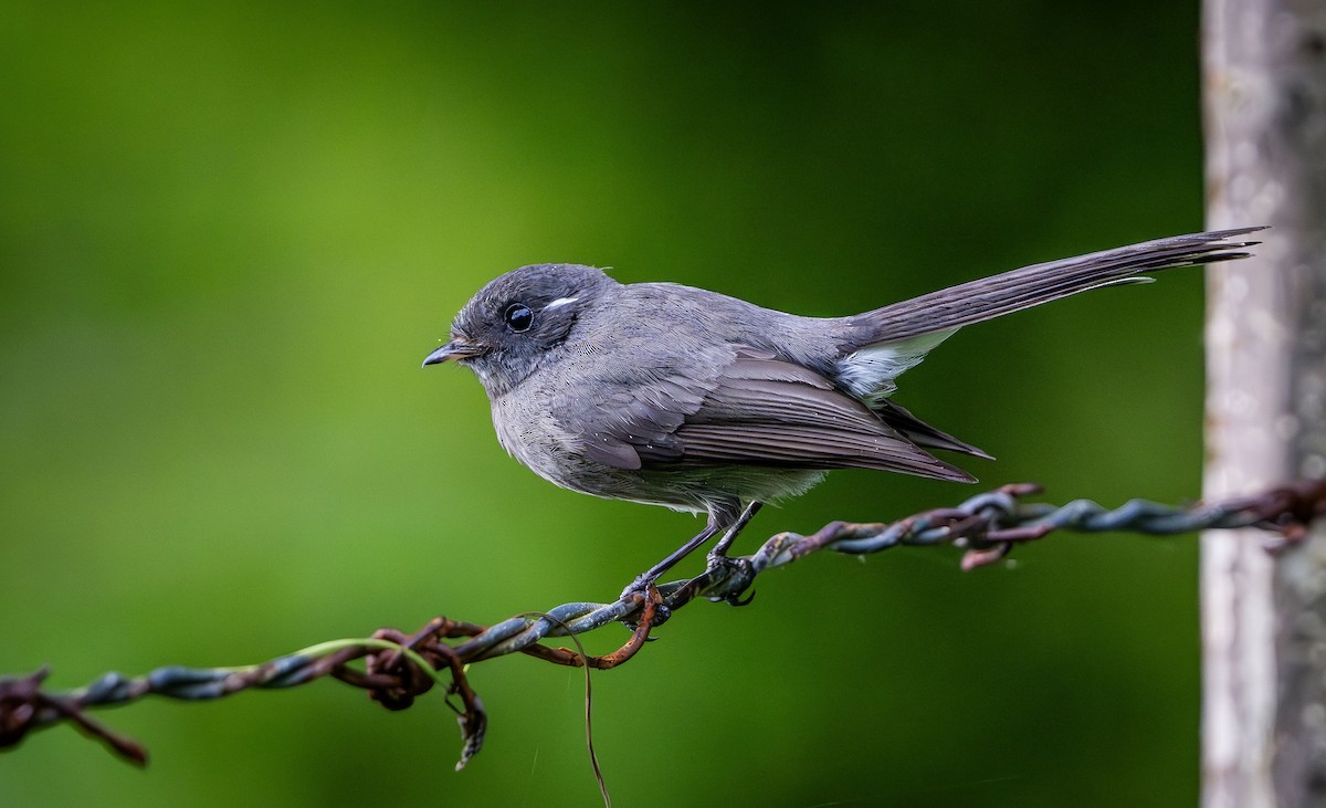 Samoan Fantail - ML622500321