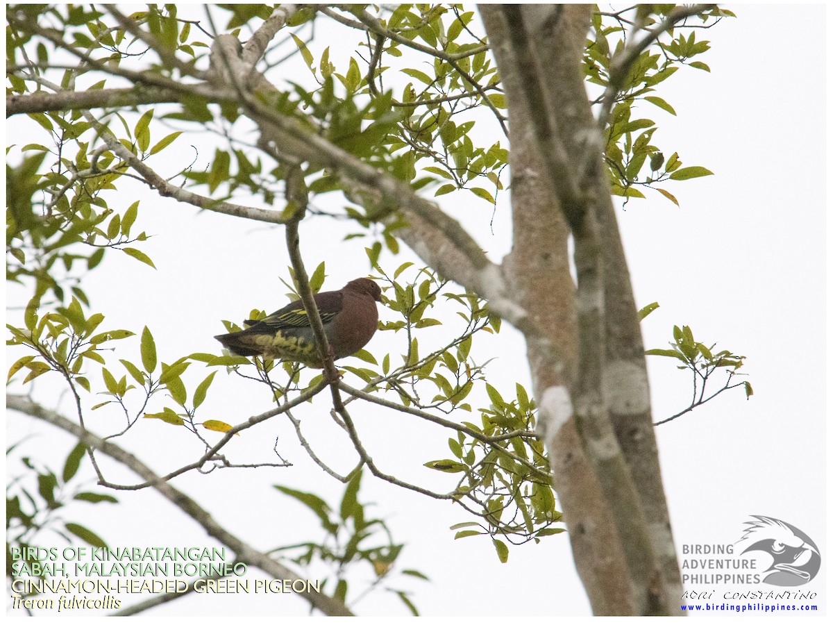 Cinnamon-headed Green-Pigeon - ML622500350