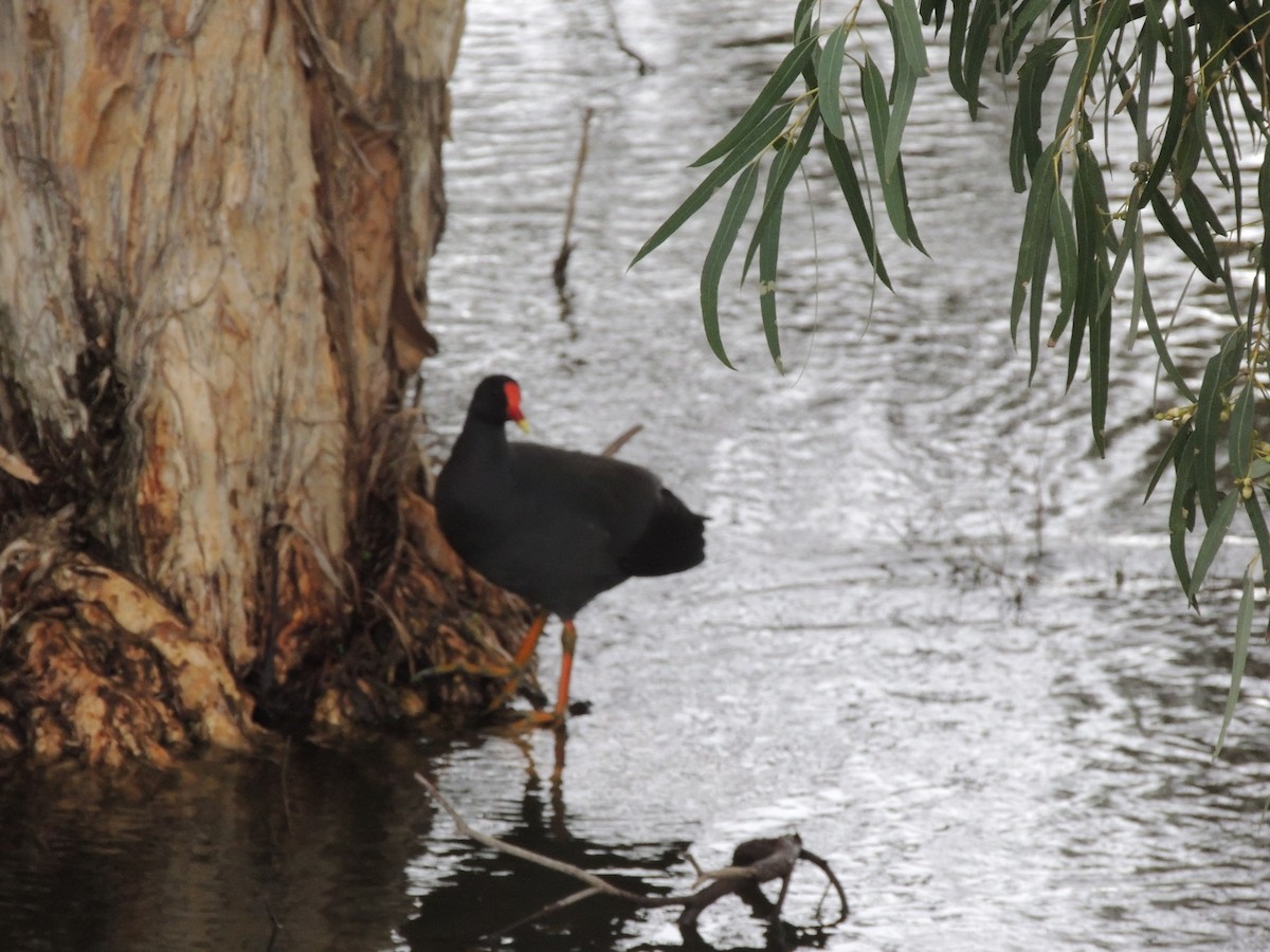 Dusky Moorhen - ML622500373