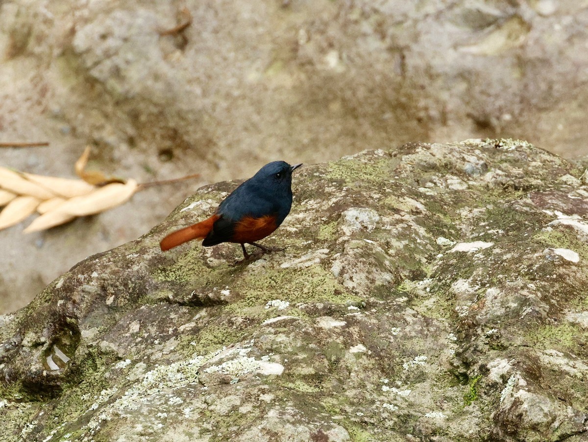 Luzon Redstart - ML622500374