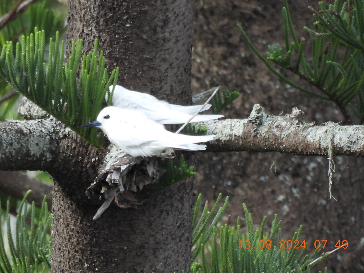 White Tern - ML622500402