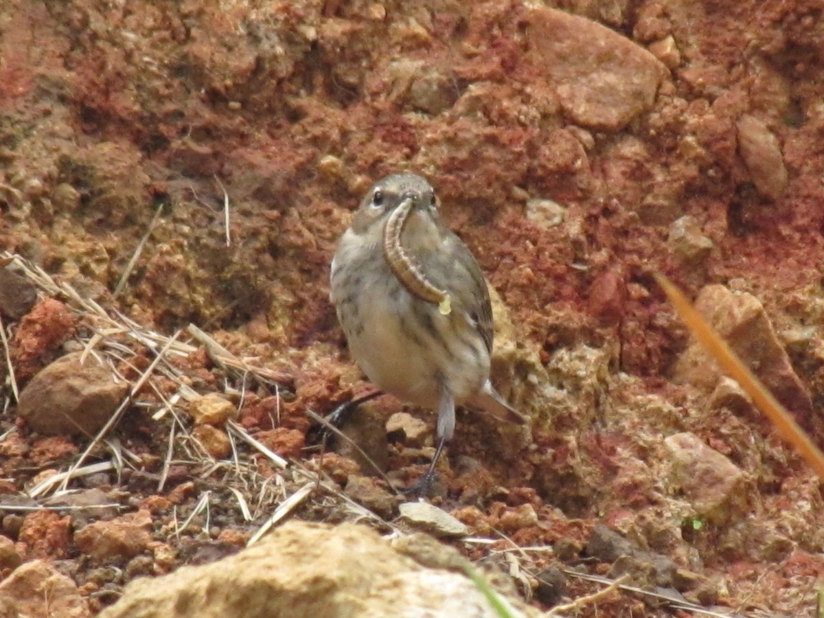 Yellow-rumped Warbler - ML622500408