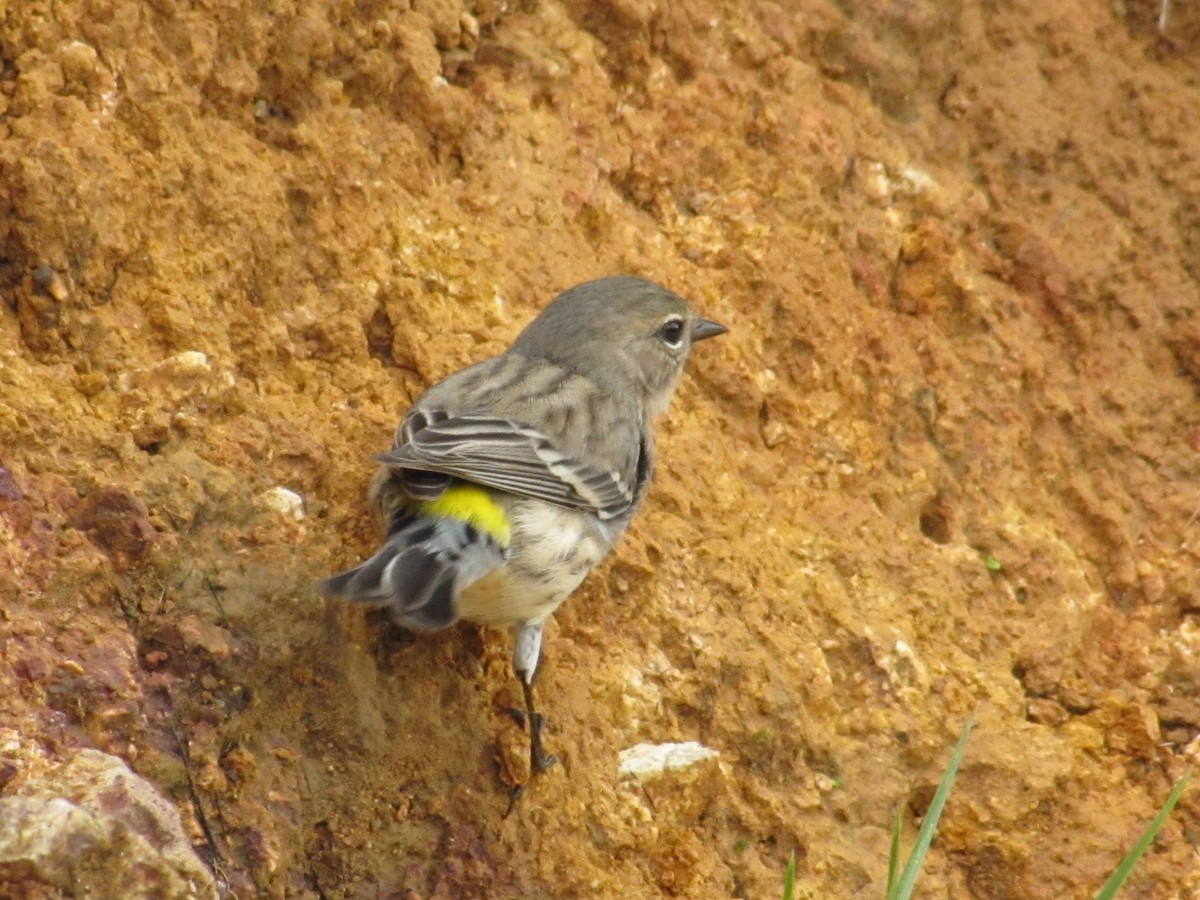 Yellow-rumped Warbler - ML622500409