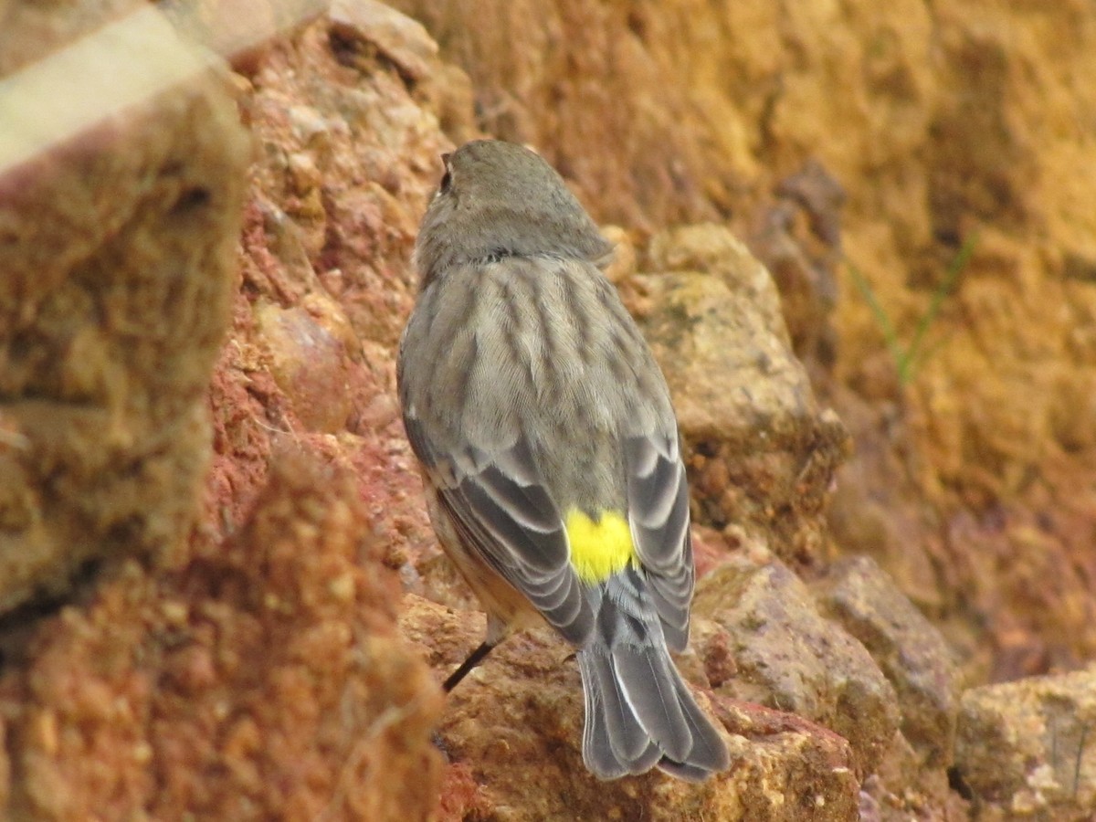 Yellow-rumped Warbler - ML622500410