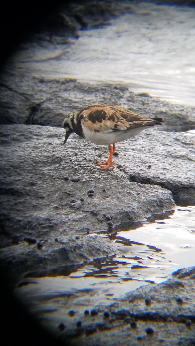 Ruddy Turnstone - ML622500414