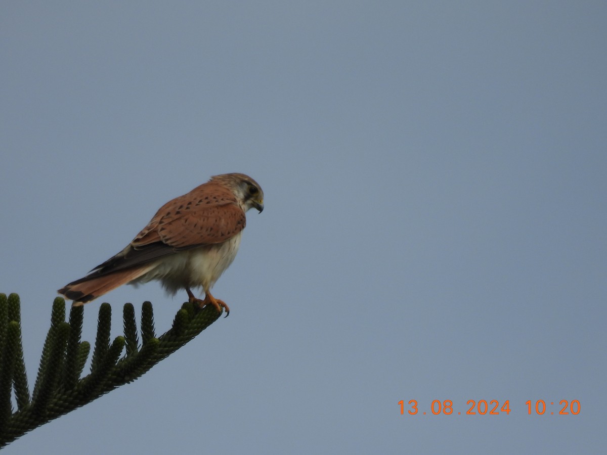 Nankeen Kestrel - ML622500425