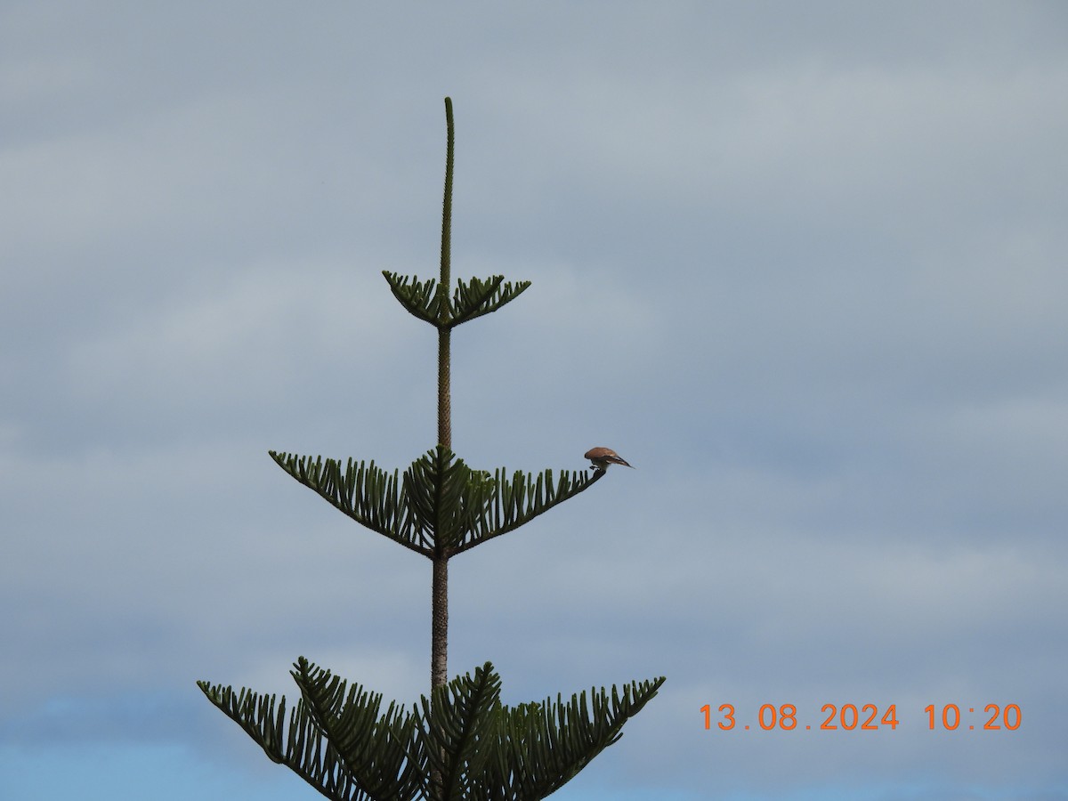 Nankeen Kestrel - ML622500426