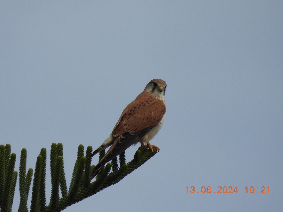 Nankeen Kestrel - ML622500427