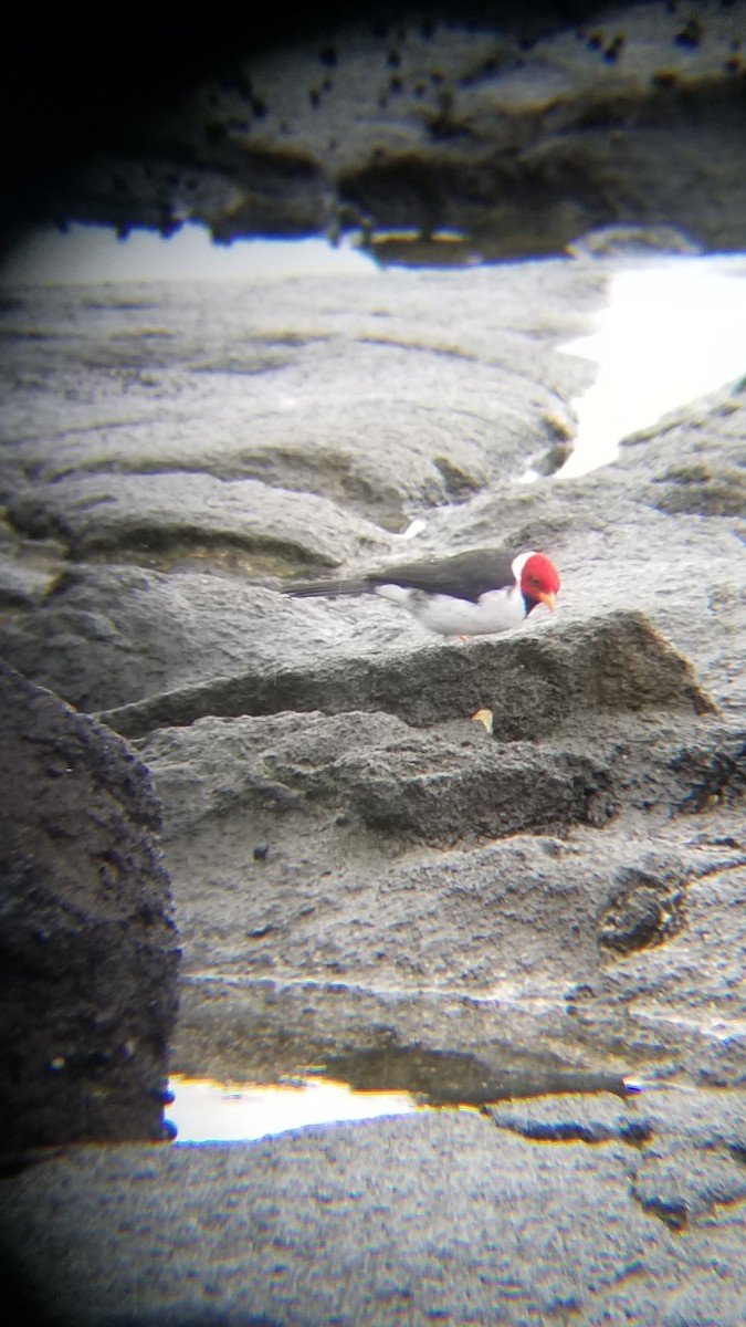 Yellow-billed Cardinal - ML622500430