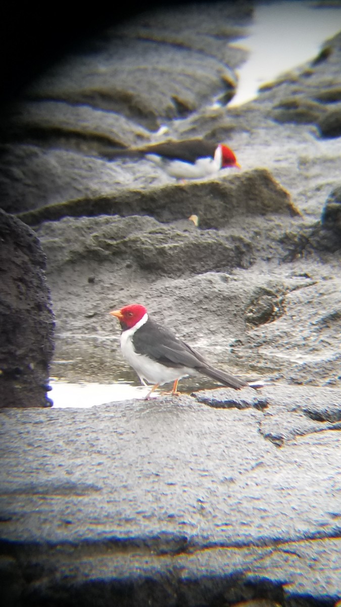 Yellow-billed Cardinal - ML622500431