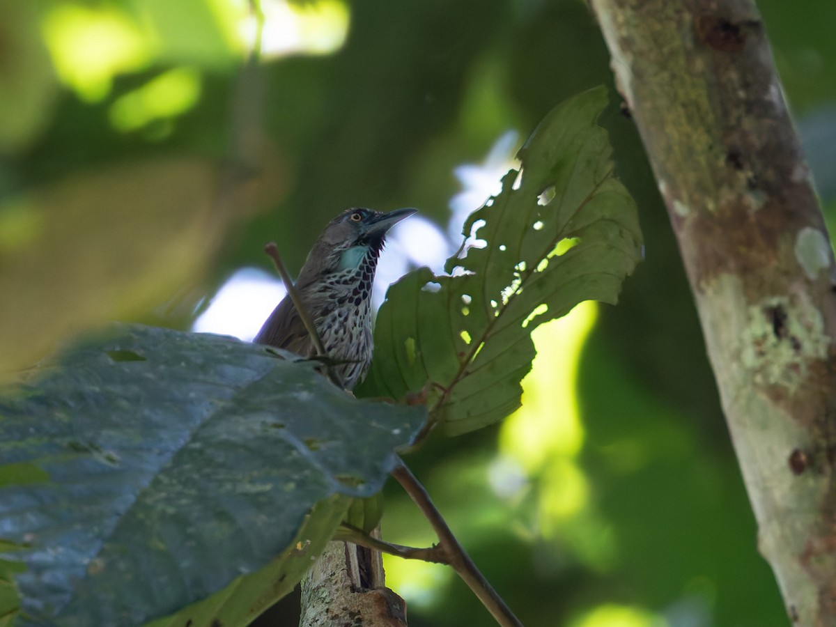 Chestnut-rumped Babbler - ML622500432