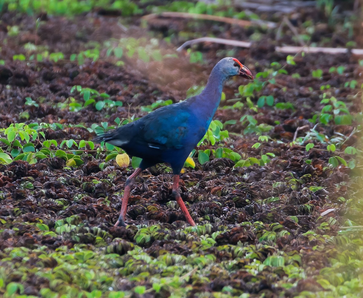 Gray-headed Swamphen - ML622500453