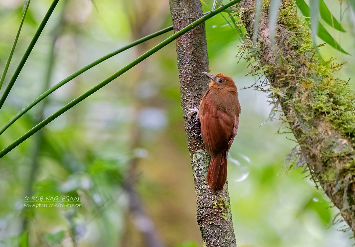 Ruddy Woodcreeper - ML622500454