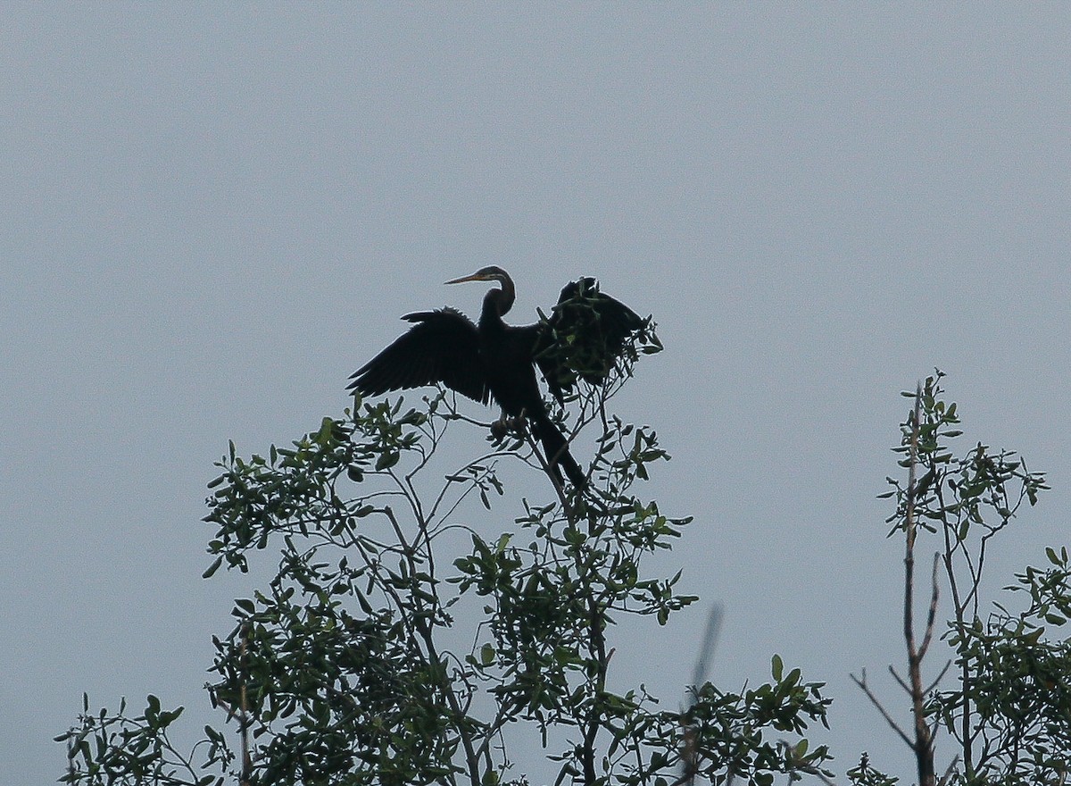 Oriental Darter - ML622500457