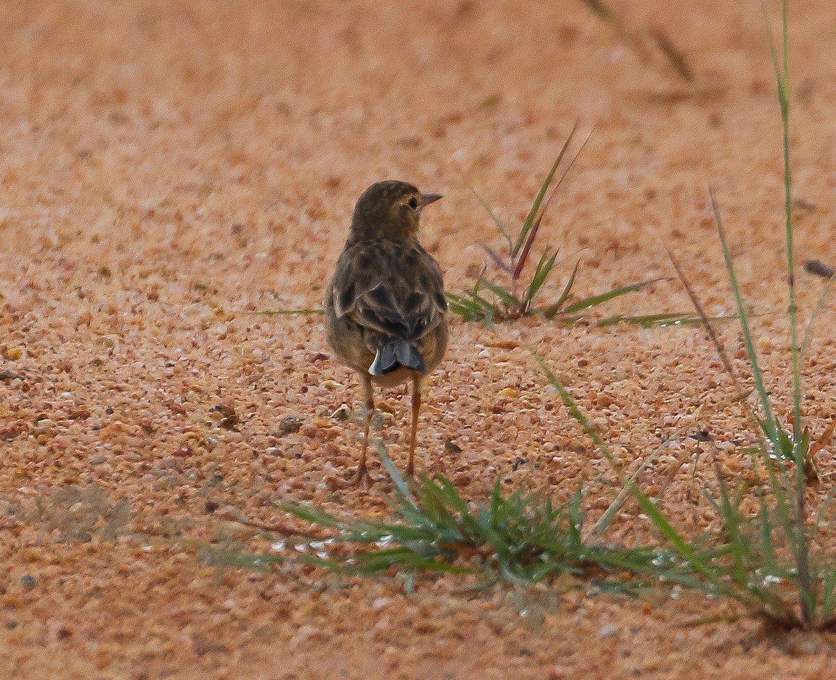 Paddyfield Pipit - ML622500479