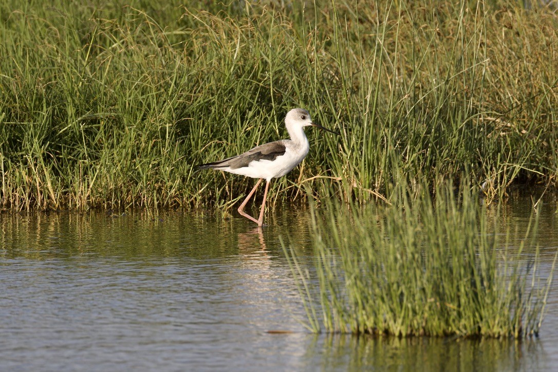 Black-winged Stilt - ML622500566