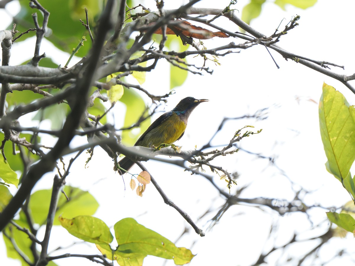 Brown-throated Sunbird - ML622500609