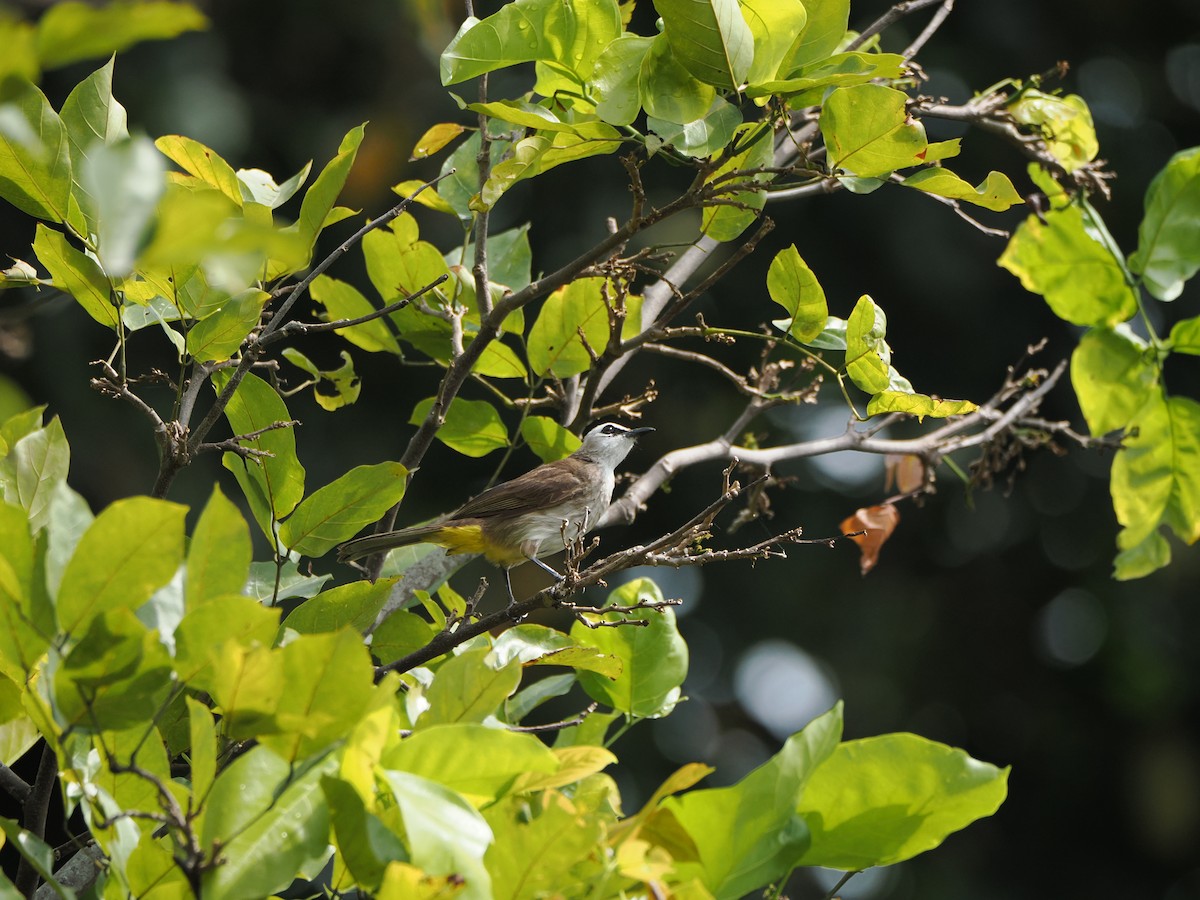 Yellow-vented Bulbul - ML622500616