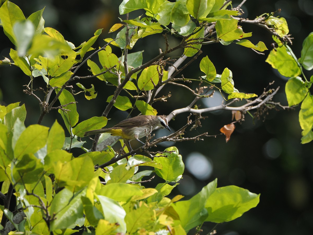 Yellow-vented Bulbul - ML622500617