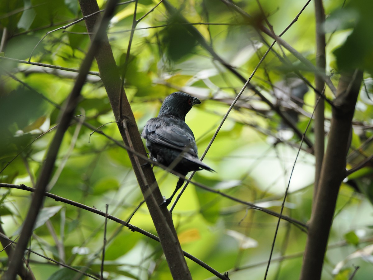 Asian Glossy Starling - ML622500635