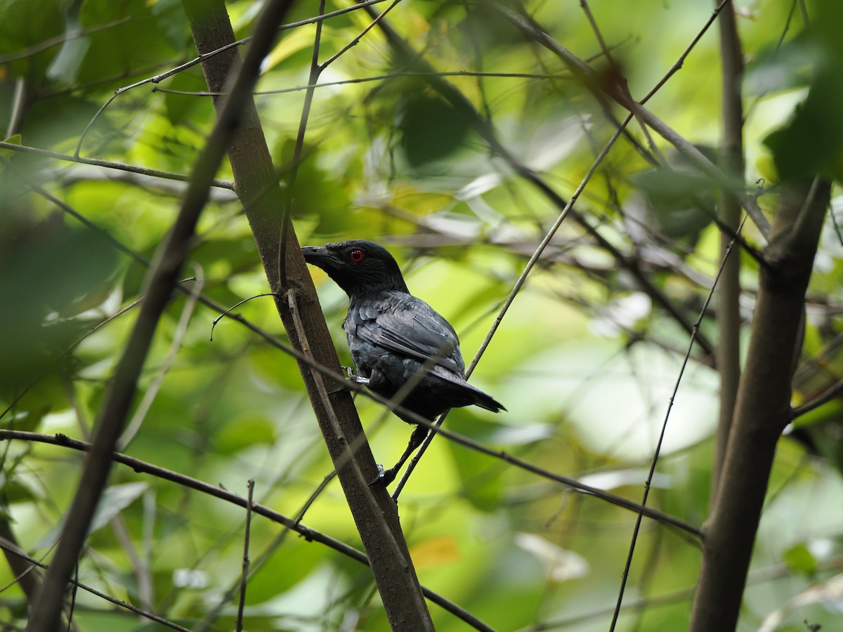 Asian Glossy Starling - ML622500636