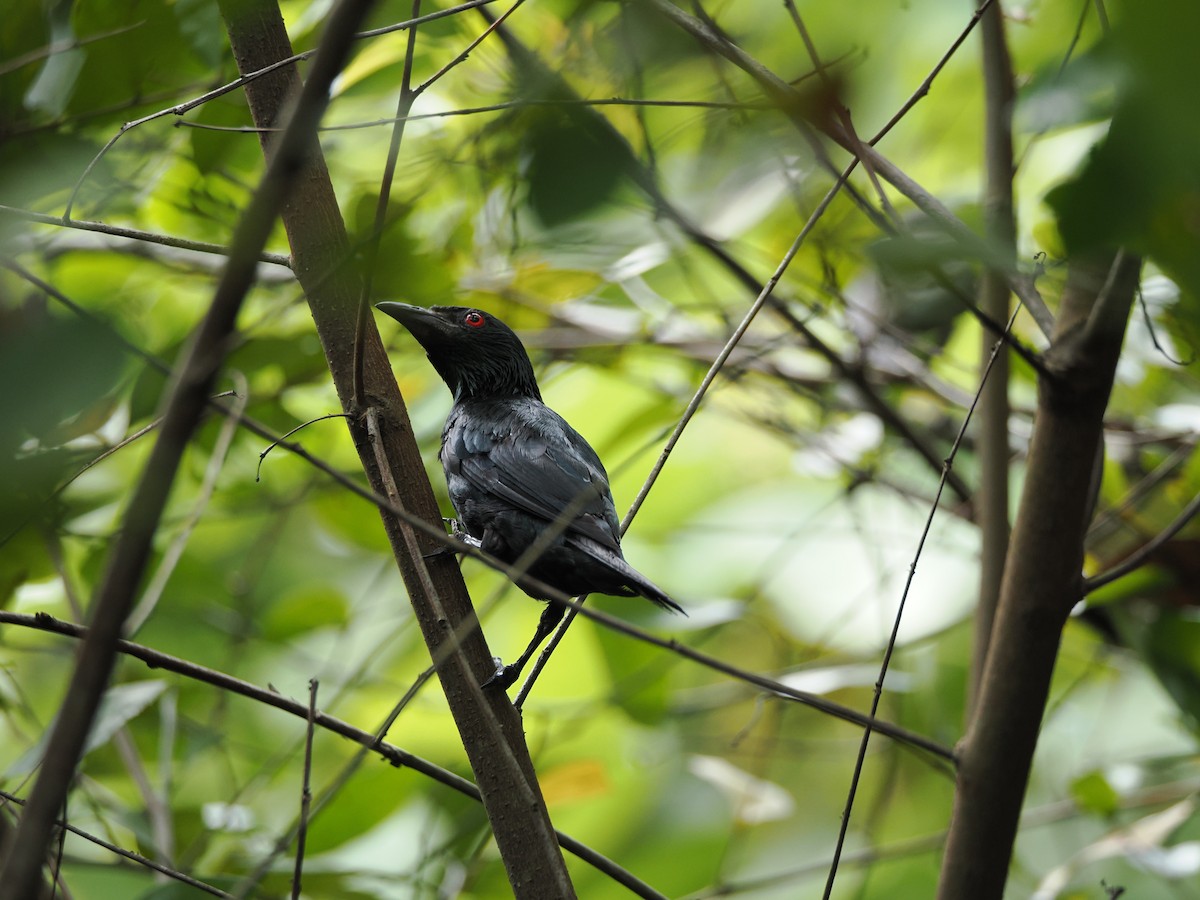 Asian Glossy Starling - ML622500637