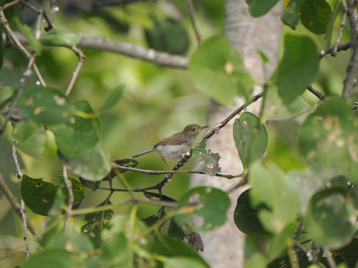 Common Tailorbird - ML622500659