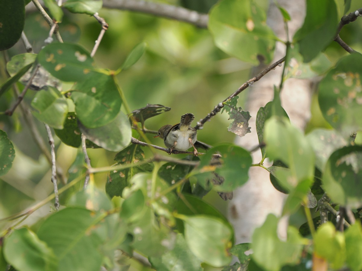 Common Tailorbird - ML622500662