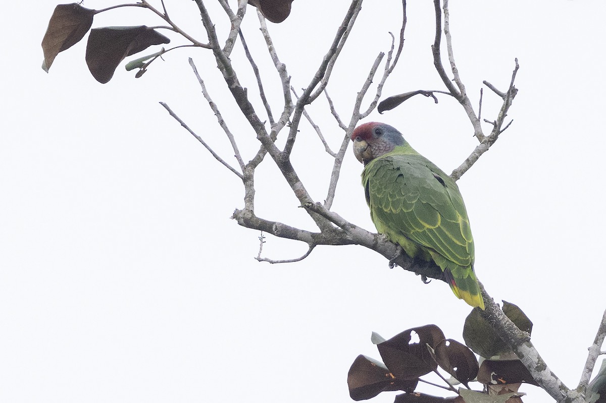 Red-tailed Parrot - ML622500670