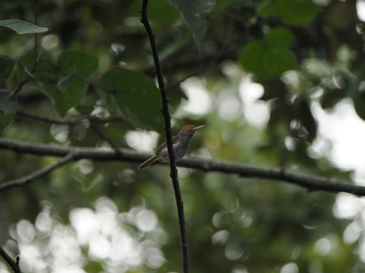 Ashy Tailorbird - ML622500671